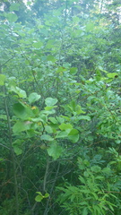 Salix pyrolifolia