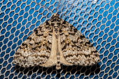 Pseudocoremia monacha