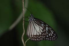 Ideopsis juventa
