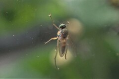 Diptera
