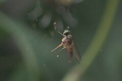 Diptera