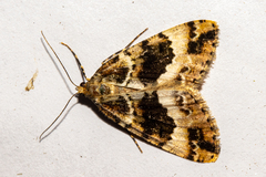 Pseudocoremia productata