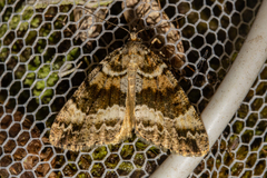 Pseudocoremia productata