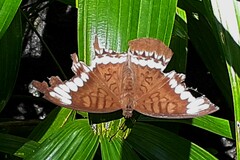 Tanaecia trigerta