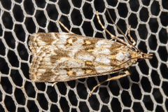 Scoparia tetracycla