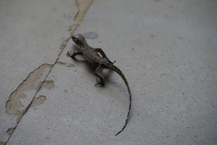 Varanus salvator bivittatus