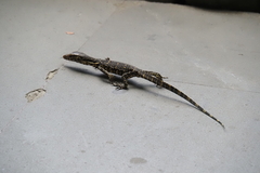 Varanus salvator bivittatus