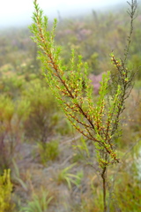 Cliffortia tuberculata