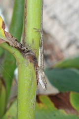 Anolis quercorum