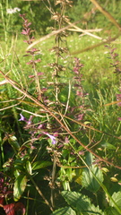 Dracocephalum nutans