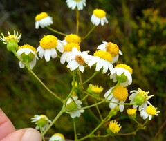 Senecio umbellatus