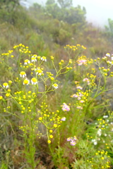 Senecio umbellatus
