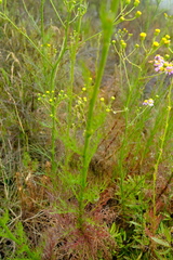 Senecio umbellatus
