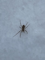 Pityohyphantes phrygianus