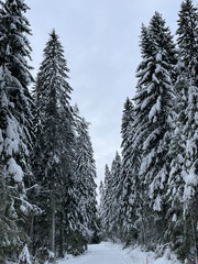 Pityohyphantes phrygianus