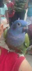 Pionus
