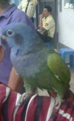 Pionus