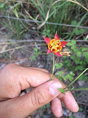 Aquilegia desertorum
