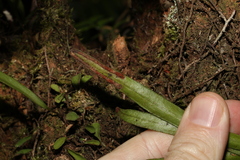Pyrrosia confluens