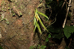Pyrrosia confluens