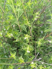 Lippia javanica