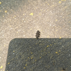 Eumorphus quadriguttatus