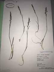 Poa alpigena
