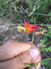 Aquilegia desertorum