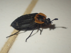 Oxelytrum discicolle