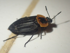Oxelytrum discicolle
