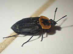 Oxelytrum discicolle