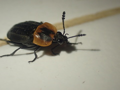 Oxelytrum discicolle