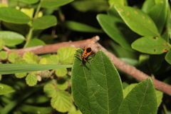 Gminatus australis