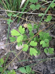 Aquilegia desertorum