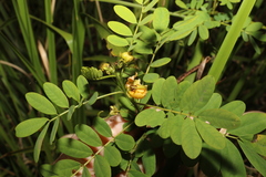 Senna acclinis