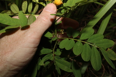 Senna acclinis