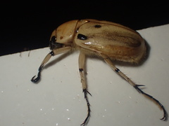 Ancognatha