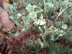 Cladonia deformis
