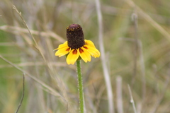 Rudbeckiinae