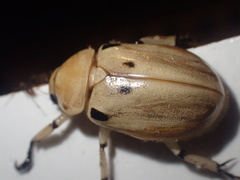 Ancognatha