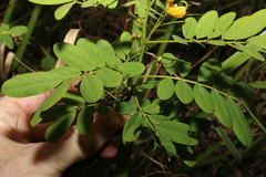 Senna acclinis