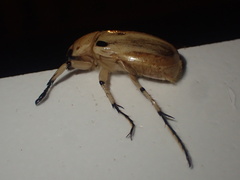 Ancognatha