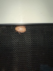 Anoplognathus concolor