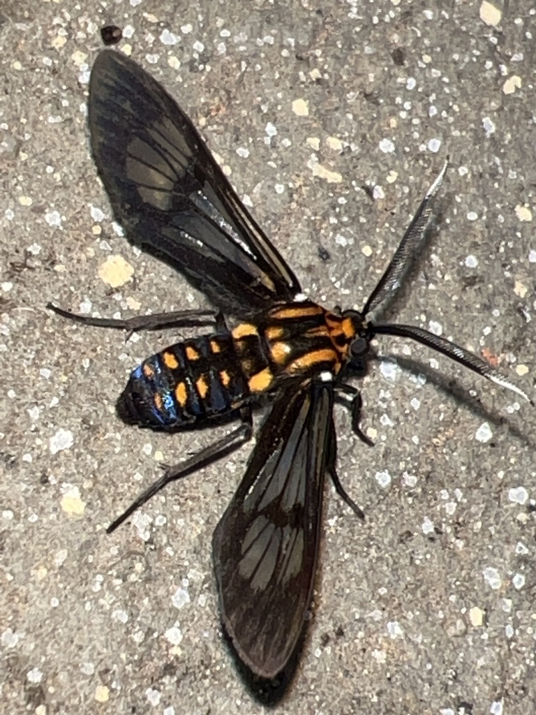 Leucotmemis