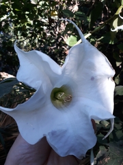 Datura innoxia