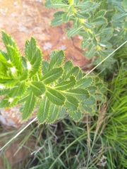 Berkheya seminivea