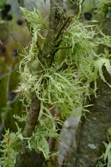 Ramalina celastri
