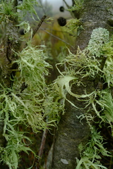 Ramalina celastri