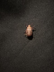 Anoplognathus concolor