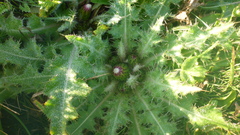 Cirsium acaule esculentum